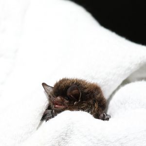 little brown bat or little brown myotis (Myotis lucifugus)