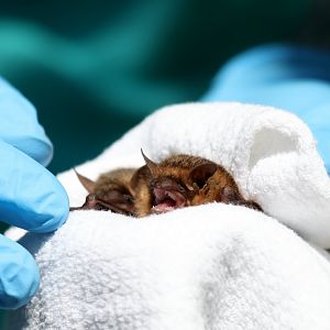 tricolored bat (Perimyotis subflavus)