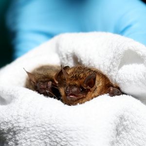 tricolored bat (Perimyotis subflavus)