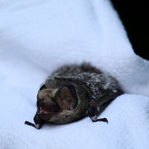 hoary bat (Aeorestes cinereus)