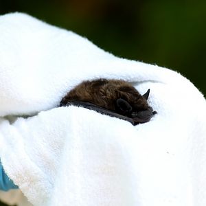 evening bat (Nycticeius humeralis)