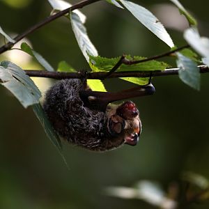 hoary bat (Aeorestes cinereus)
