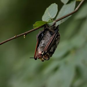 hoary bat (Aeorestes cinereus)
