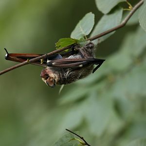 hoary bat (Aeorestes cinereus)