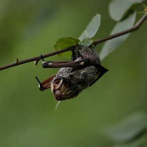 hoary bat (Aeorestes cinereus)