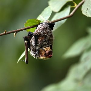 hoary bat (Aeorestes cinereus)