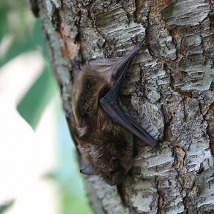 big brown bat (Eptesicus fuscus)