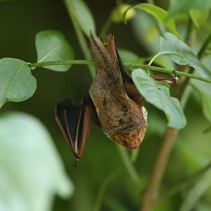 Seminole bat (Lasiurus seminolus)