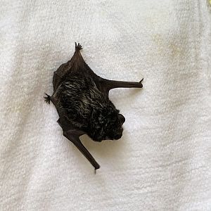 silver-haired bat (Lasionycteris noctivagans)