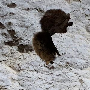 Tricolored bat (Perimyotis subflavus)