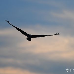 osprey at sunset