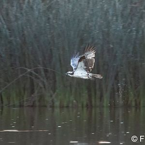 osprey hunting in pond