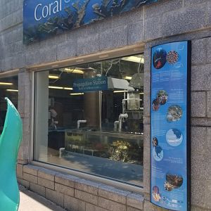 PPG Aquarium - Corals