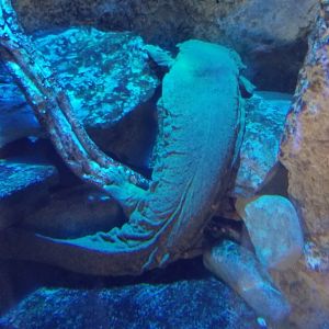 PPG Aquarium - Hellbender