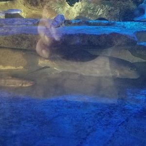 PPG Aquarium - Fish in hellbender tank