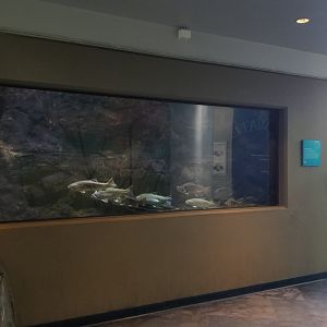 PPG Aquarium - Brook trout