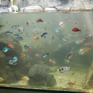 PPG Aquarium - Rainbowfish tank
