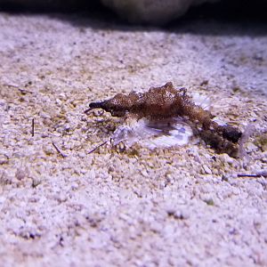 PPG Aquarium - Sea Moth