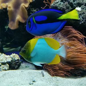 PPG Aquarium - Tangs, fire goby