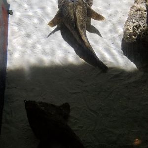 PPG Aquarium - Oyster toadfish, walking batfish