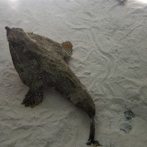 PPG Aquarium - Walking batfish