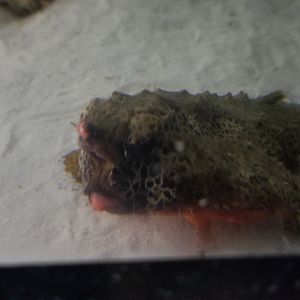 PPG Aquarium - Walking batfish