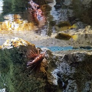 PPG Aquarium - Lionfish, yellow boxfish