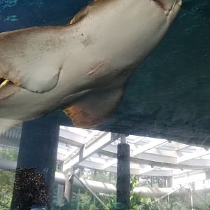 PPG Aquarium - Zebra shark