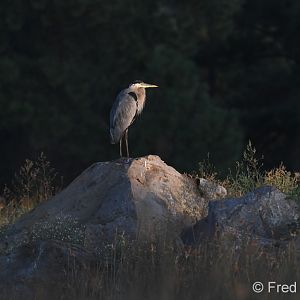 great blue heron (at sunrise)