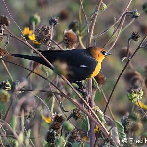 yellow headed blackbird