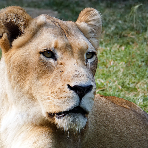 Sep. 2021 - Cat Country - Lioness