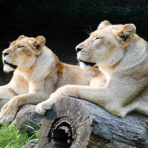 Sep. 2021 - Cat Country - Lionesses