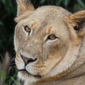 Imani, Lioness, Africa - Aug. 2021