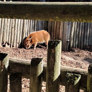 Red River Hog