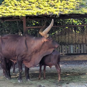 Ankole Watussi Cattle