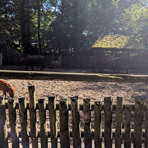 Red River Hog and Ankole Watussi Enclosure
