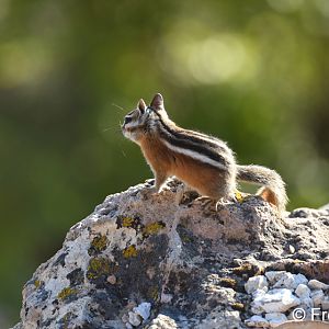 uinta chipmunk