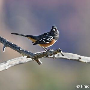 spotted towhee