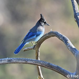 stellers jay