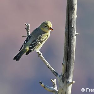 cordilleran flycatcher