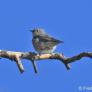 western bluebird (female)