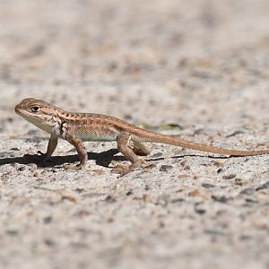 common sagebrush lizard