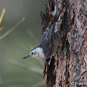white breasted nuthatch