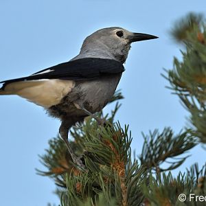 clarks nutcracker