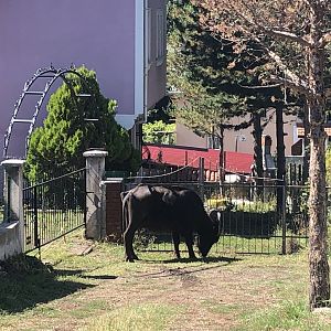 Runaway water buffalo