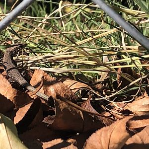 Try and find me! (I need help IDing this lizard)