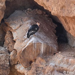 california condor