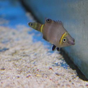 Yellow-banded possum wrasse - Wetmorella nigropinnata