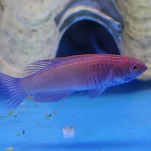 Yellow-fin fairy wrasse - Cirrhilabrus flavidorsalis