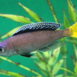 Sardine cichlid - Cyprichromis leptosoma Mpulungu - male